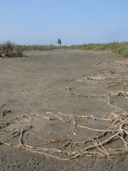 Uscita in laguna nel parco delta Po a Ravenna