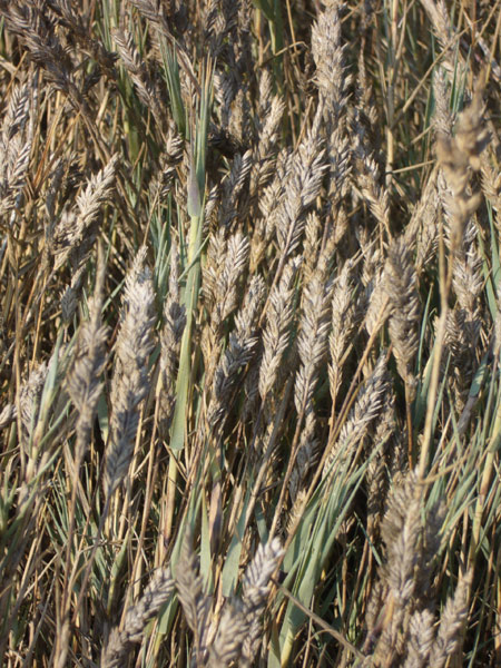 Uscita in laguna nel parco delta Po a Ravenna