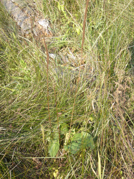 Uscita in laguna nel parco delta Po a Ravenna