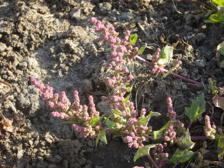 Chenopodium 2 - Chenopodium chenopodioides