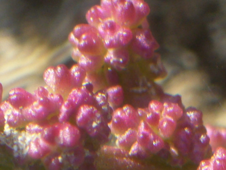Chenopodium 2 - Chenopodium chenopodioides
