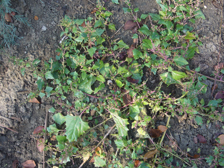 Chenopodium 2 - Chenopodium chenopodioides