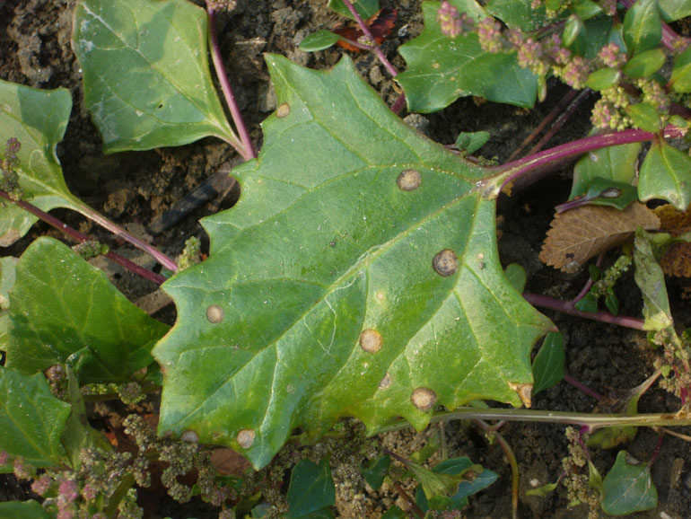 Chenopodium 2 - Chenopodium chenopodioides