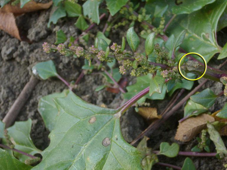 Chenopodium 2 - Chenopodium chenopodioides