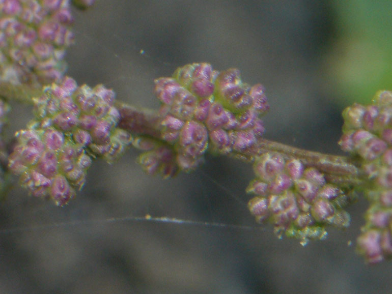 Chenopodium 2 - Chenopodium chenopodioides