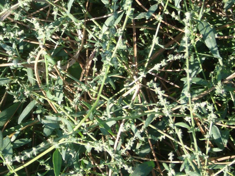 Atriplex patula / Erba corregiola