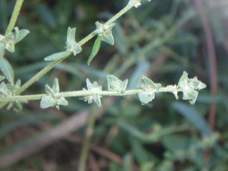 Atriplex patula / Erba corregiola