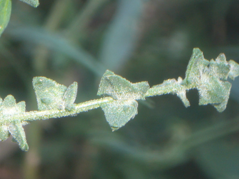 Atriplex patula / Erba corregiola