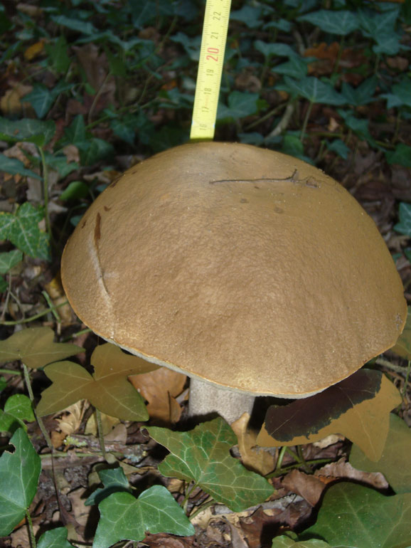 Boletoacea