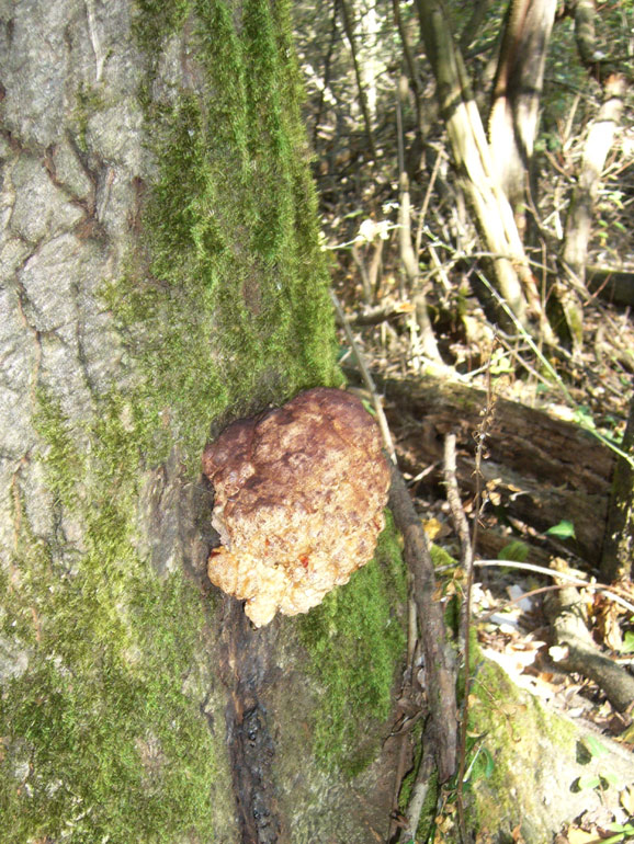 Strano globoso... (Fistulina hepatica)