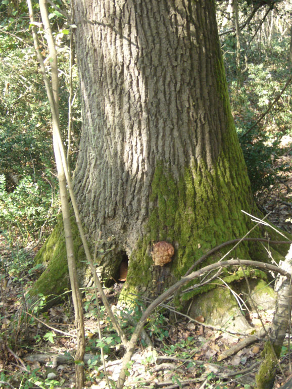 Strano globoso... (Fistulina hepatica)
