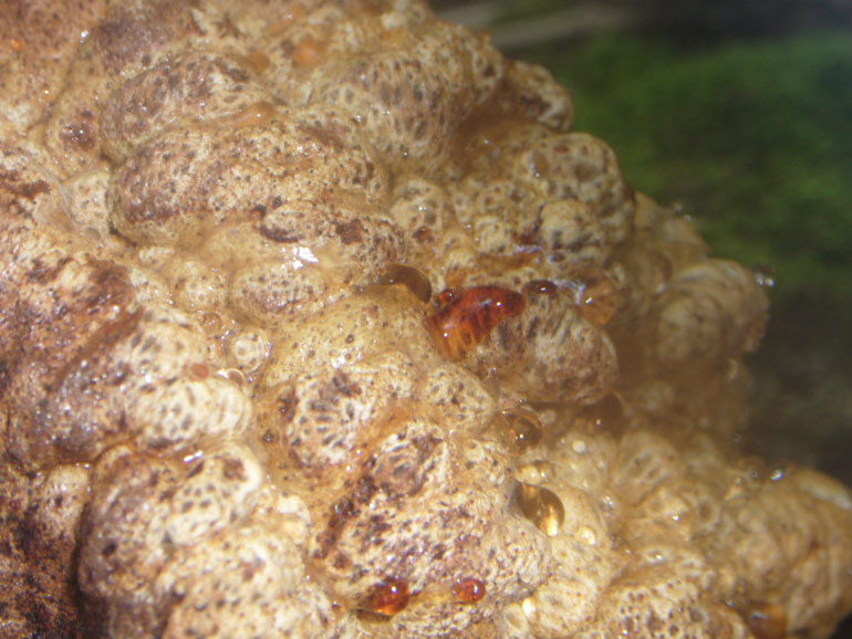 Strano globoso... (Fistulina hepatica)