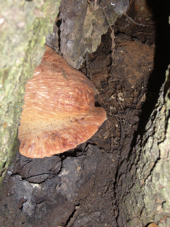 Strano globoso... (Fistulina hepatica)