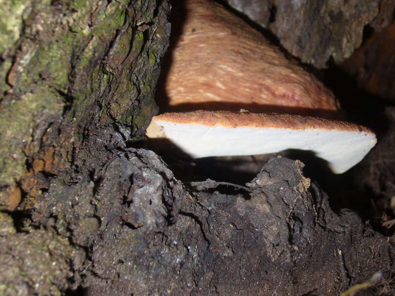 Strano globoso... (Fistulina hepatica)