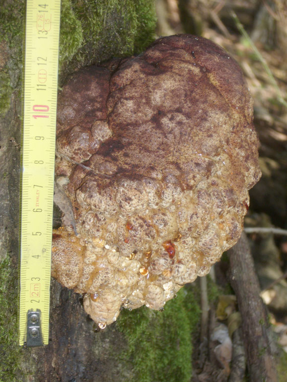 Strano globoso... (Fistulina hepatica)