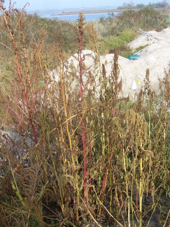 Strani amaranthus