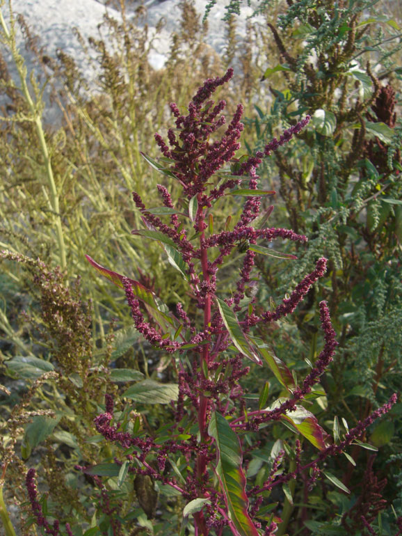 Strani amaranthus