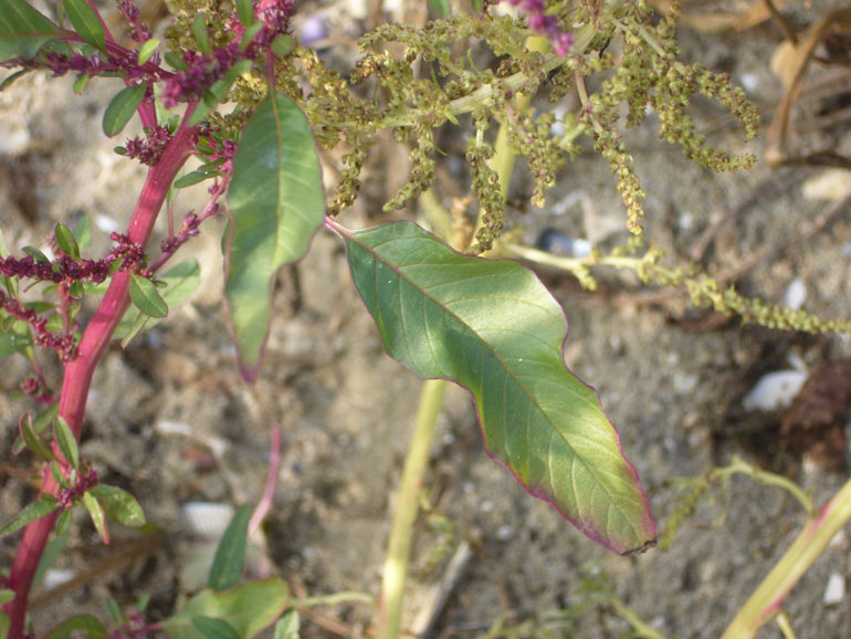 Strani amaranthus