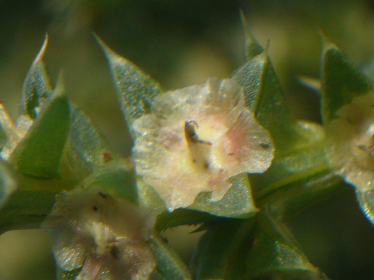 Salsola kali e Salsola soda a confronto
