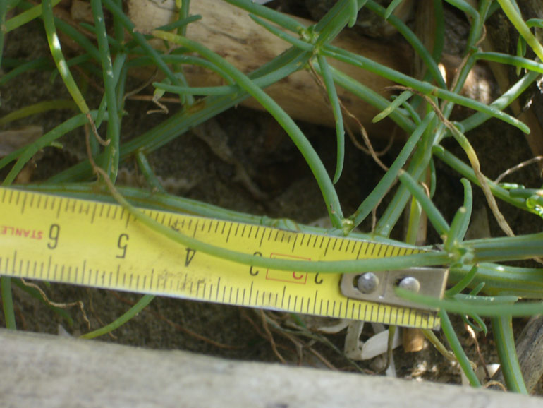 Salsola kali e Salsola soda a confronto