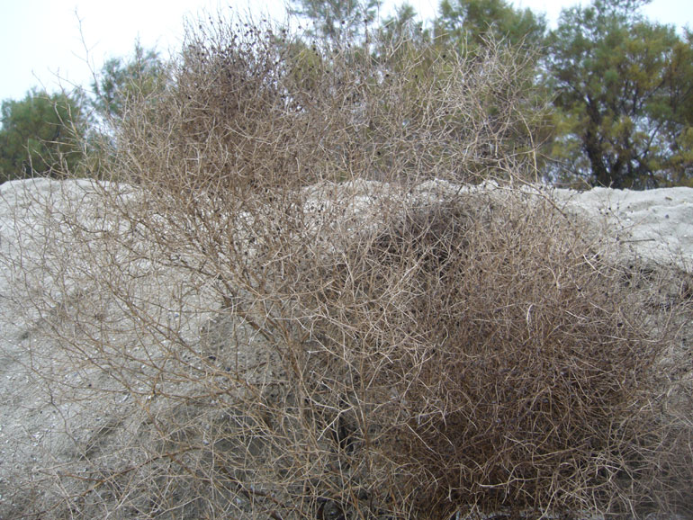 Cycloloma atriplicifolium / Cicloloma comune