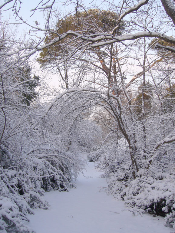 La Pineta di San Vitale (RA)