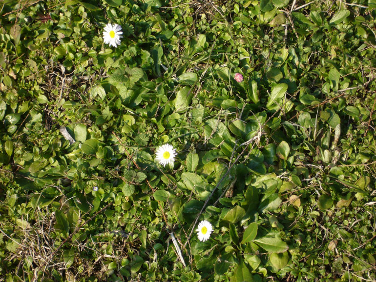 La Pineta di San Vitale (RA)