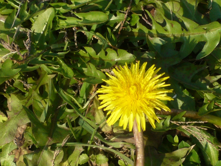 La Pineta di San Vitale (RA)