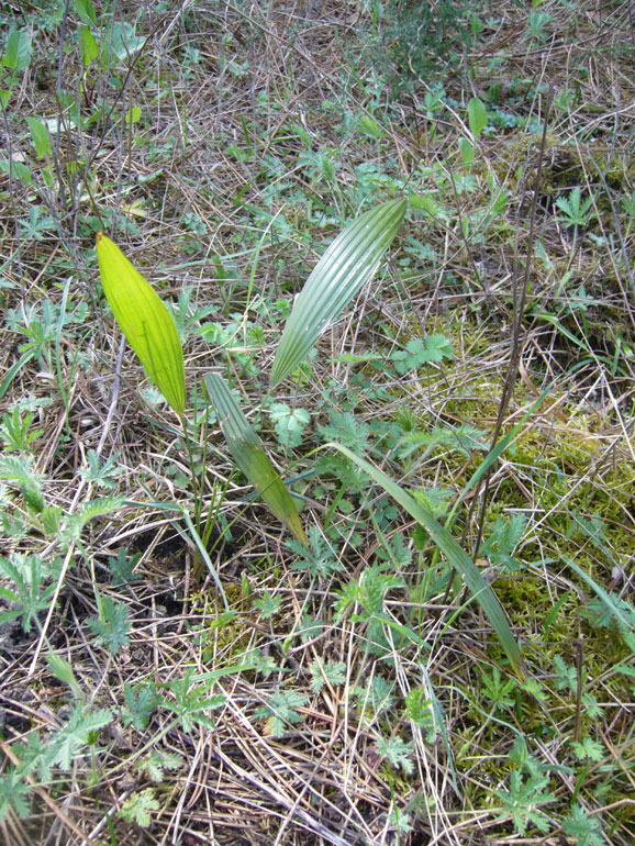Trachycarpus cfr. fortunei