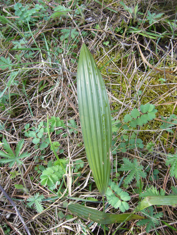 Trachycarpus cfr. fortunei