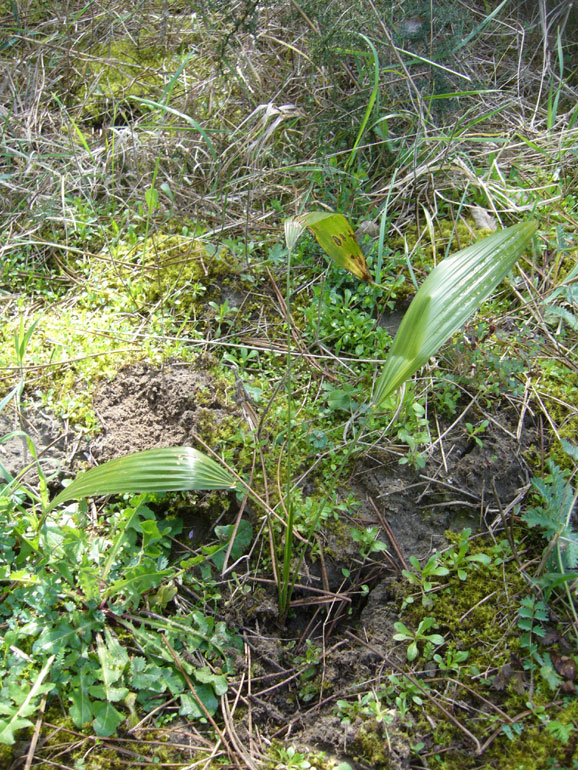 Trachycarpus cfr. fortunei