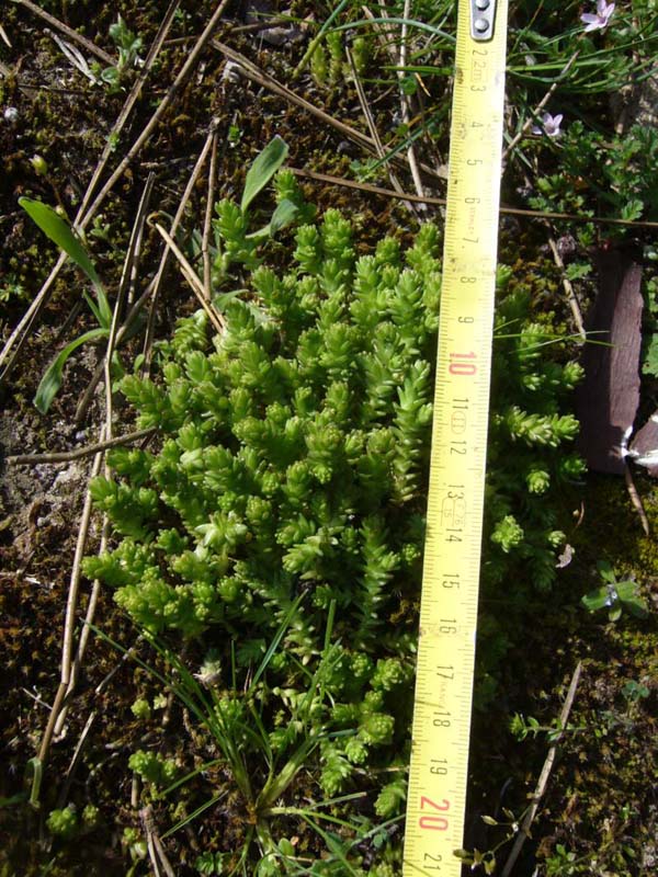 Petrosedum ochroleucum (=Sedum) / Borracina biancastra