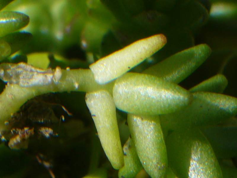 Petrosedum ochroleucum (=Sedum) / Borracina biancastra