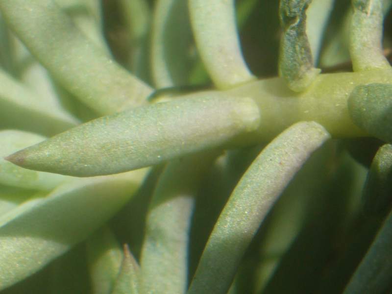 Petrosedum ochroleucum (=Sedum) / Borracina biancastra