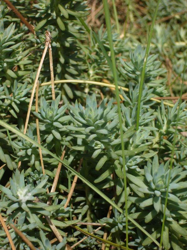 Petrosedum ochroleucum (=Sedum) / Borracina biancastra