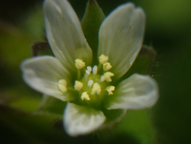 Cerastium holosteoides /  Peverina dei prati
