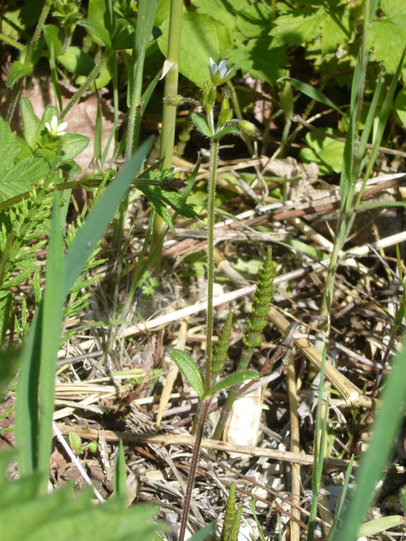 Cerastium holosteoides /  Peverina dei prati