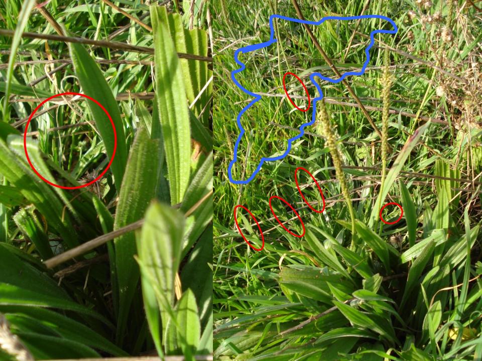 Plantago coronopus tra le foglie di P. lanceolata