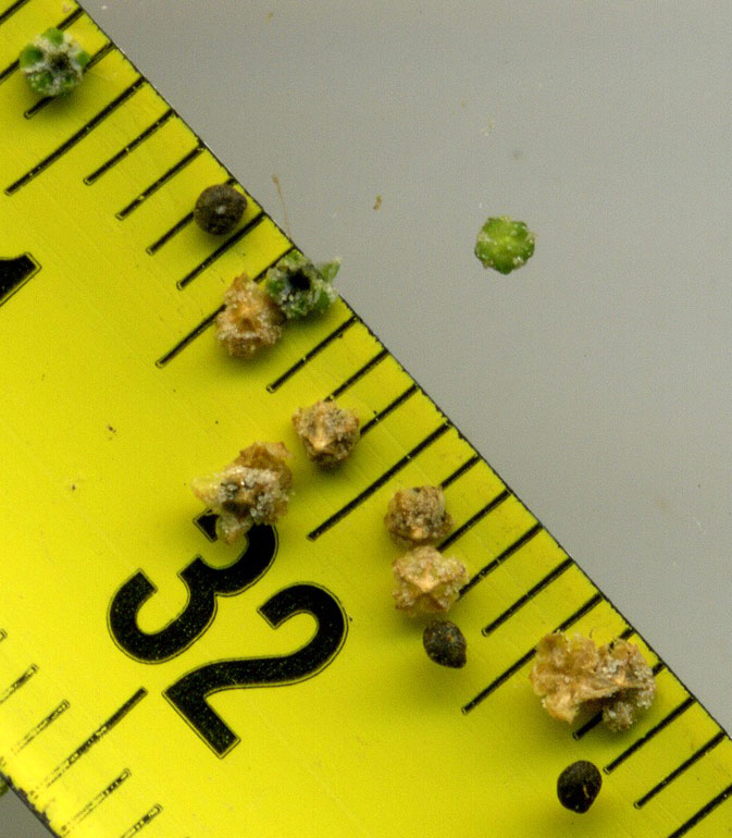 Chenopodium da determinare