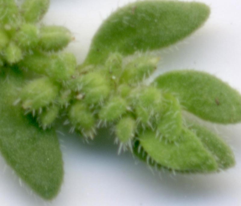 Herniaria hirsuta /  Erniaria cinerea