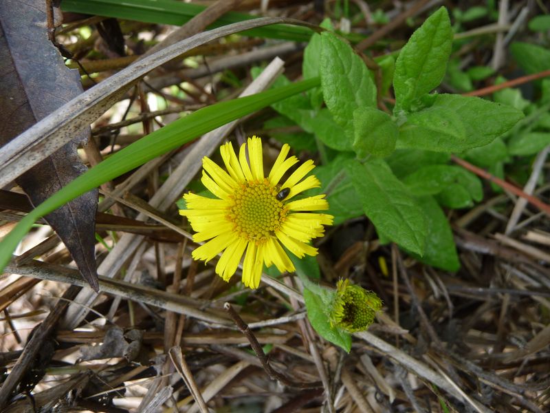 Pulicaria dysenterica