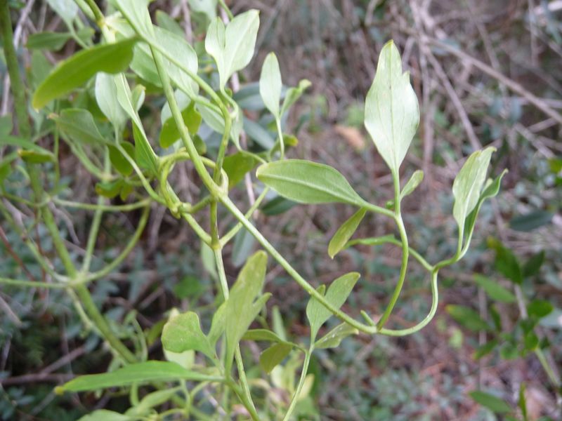 Clematis flammula