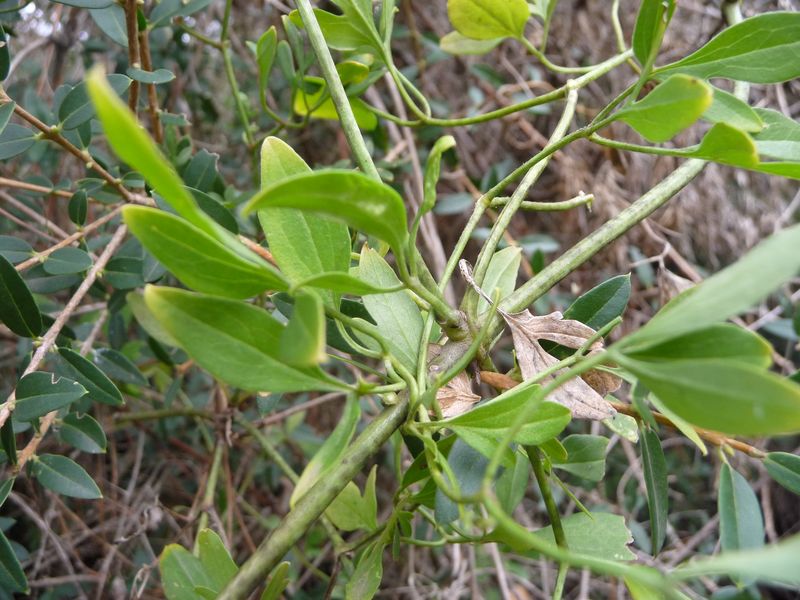 Clematis flammula