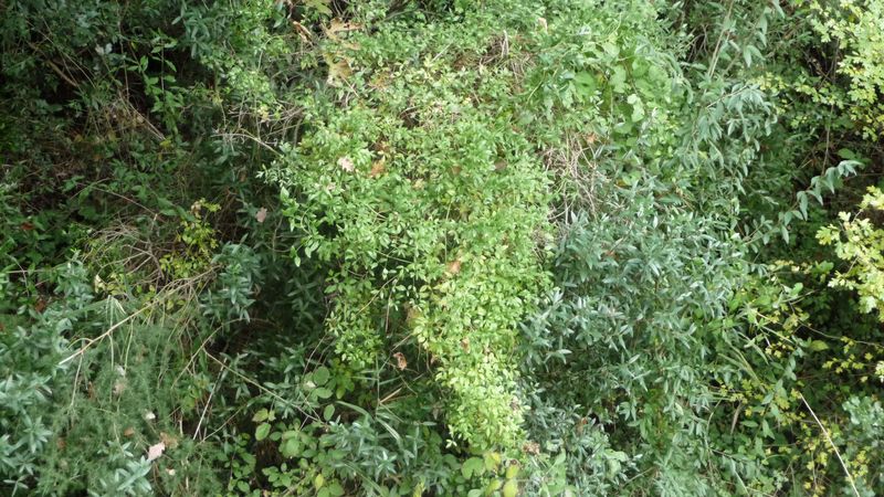 Clematis flammula