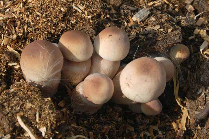 Fungo su lettiera di segatura