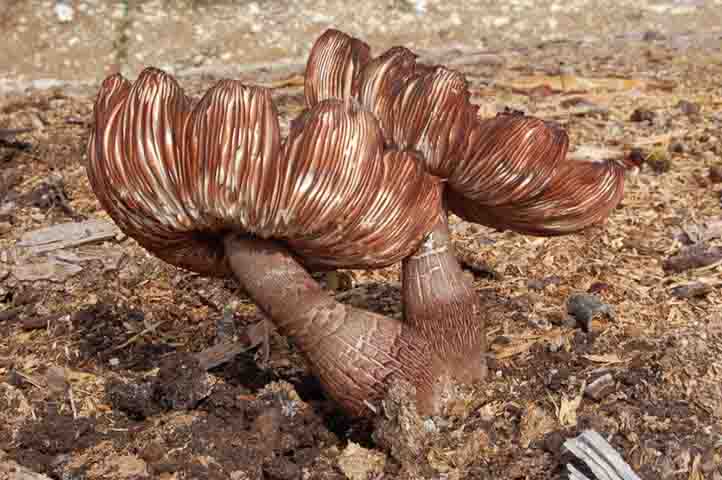 Fungo su lettiera di segatura