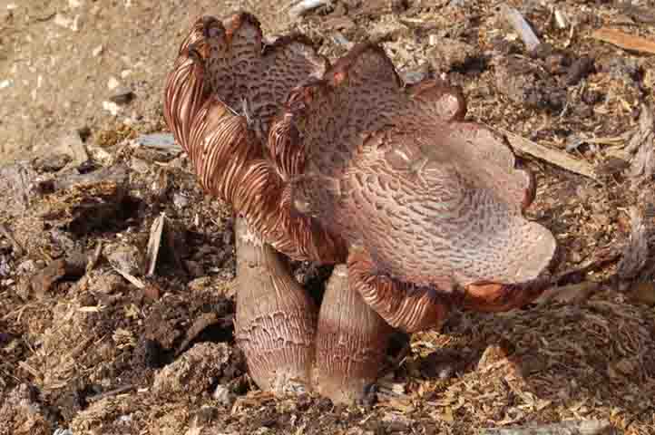 Fungo su lettiera di segatura