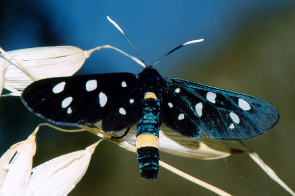 altri lepidotteri da determinare, per favore