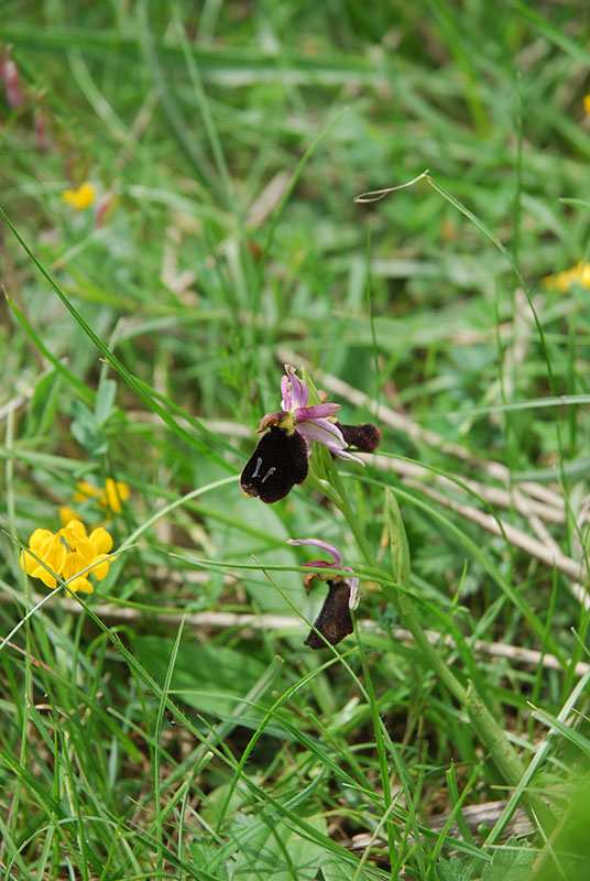 Ophrys da identificare
