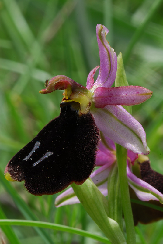 Ophrys da identificare